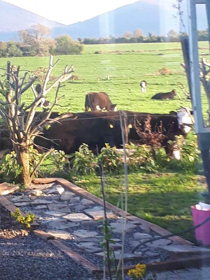 Annaswood B&B Cahir Bagian luar foto